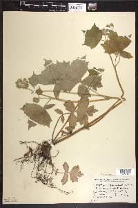 Hydrophyllum appendiculatum image