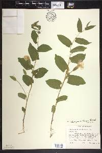 Calystegia spithamaea image