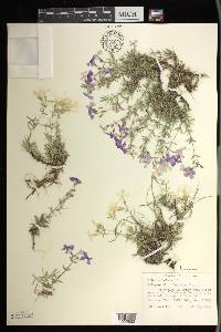 Phlox subulata image