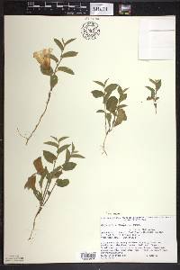 Calystegia spithamaea image