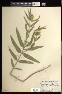 Asclepias viridiflora image