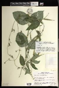 Vincetoxicum rossicum image