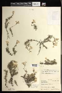 Phlox subulata image