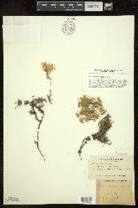 Phlox subulata image