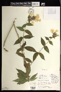 Phlox paniculata image