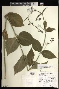 Vincetoxicum rossicum image