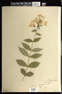 Phlox paniculata image