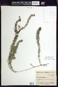 Myriophyllum sibiricum image