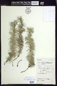 Myriophyllum verticillatum image