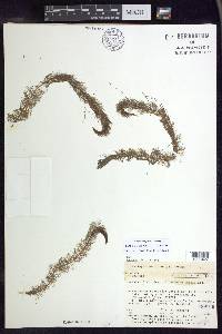 Myriophyllum farwellii image