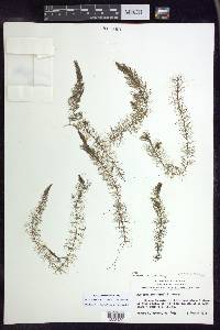 Myriophyllum farwellii image