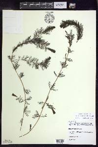 Myriophyllum spicatum image