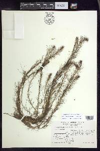 Myriophyllum humile image