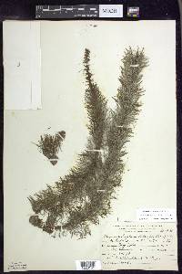 Myriophyllum heterophyllum image