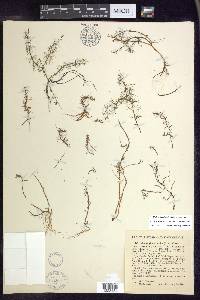 Myriophyllum humile image