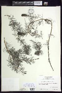 Myriophyllum sibiricum image