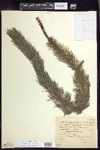 Myriophyllum heterophyllum image