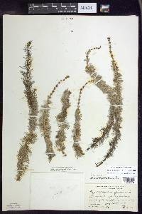 Myriophyllum verticillatum image