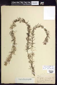 Myriophyllum humile image