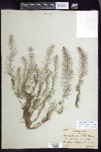 Myriophyllum humile image