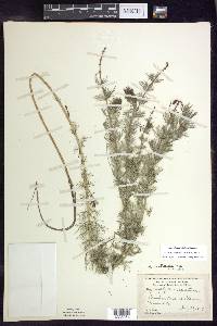 Myriophyllum sibiricum image