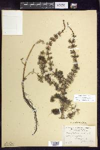 Myriophyllum sibiricum image