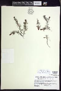 Myriophyllum verticillatum image