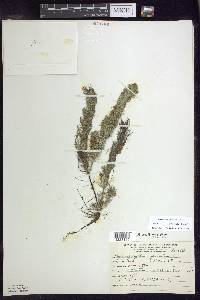 Myriophyllum sibiricum image