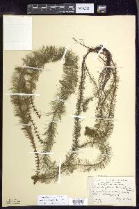 Myriophyllum heterophyllum image