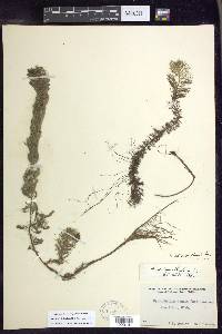 Myriophyllum heterophyllum image