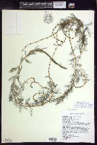 Myriophyllum spicatum image