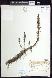 Myriophyllum heterophyllum image