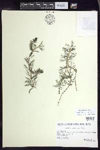 Myriophyllum sibiricum image