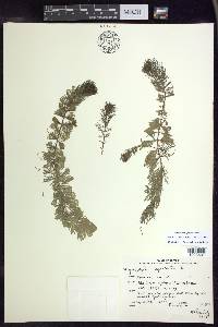 Myriophyllum spicatum image