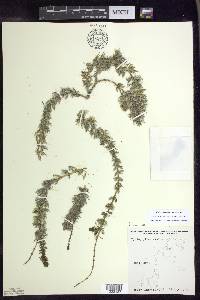 Myriophyllum sibiricum image