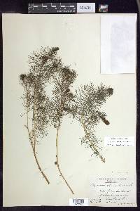 Myriophyllum sibiricum image