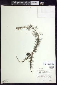 Myriophyllum sibiricum image