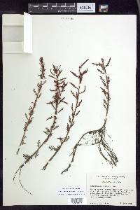 Proserpinaca palustris image