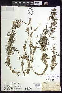 Myriophyllum sibiricum image