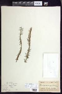 Myriophyllum pinnatum image