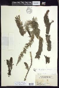 Myriophyllum heterophyllum image