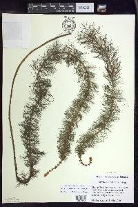 Myriophyllum verticillatum image