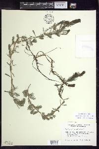 Myriophyllum spicatum image