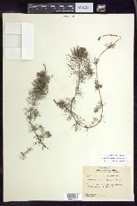 Myriophyllum sibiricum image