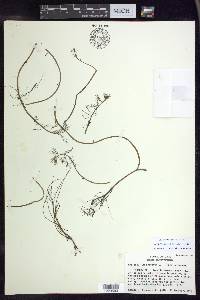 Myriophyllum spicatum image