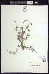 Myriophyllum sibiricum image