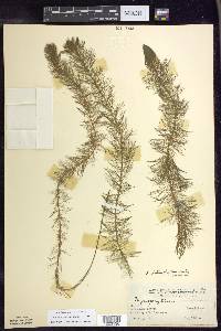 Myriophyllum heterophyllum image