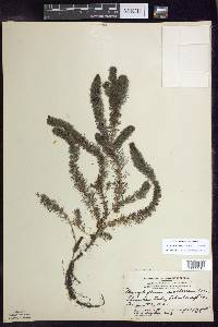 Myriophyllum sibiricum image