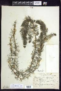 Myriophyllum sibiricum image