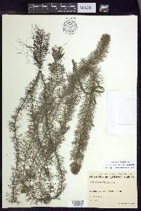 Myriophyllum verticillatum image